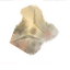 Chitin