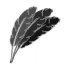 Feathers