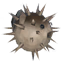 Pufferfish