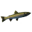 Pike