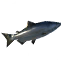 Tuna