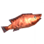 Coral Cod