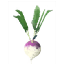 Turnip