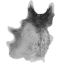 Wolf Pelt